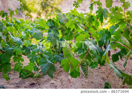 Vineyard in Cappadocia 86371694