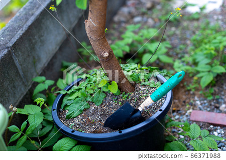 Mulberry tree Mulberry tree 86371988