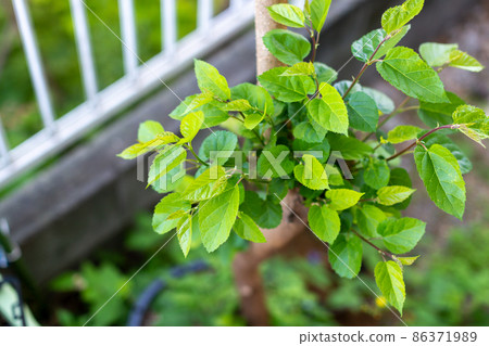 Mulberry tree 86371989