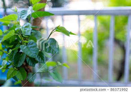 桑樹 桑樹 86371992