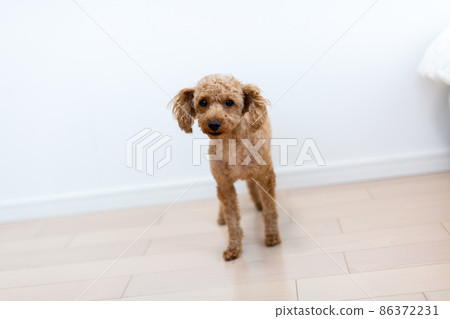Toy poodle red 86372231