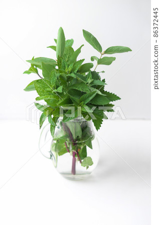 fresh bouquet of kitchen aromatic herbs in a glass jug. herbal tea ingredients, grown n a garden, mint, melissa and peppermint 86372445