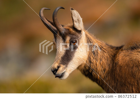 Detail of tatra chamois licking mouth in summertime Detail of tatra chamois licking mouth in summertime 86372512