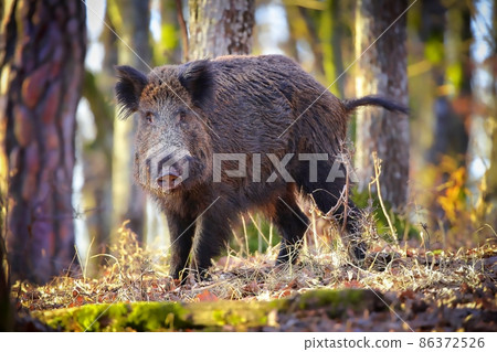 Wild boar looking to the camera in forest in sunlight 86372526