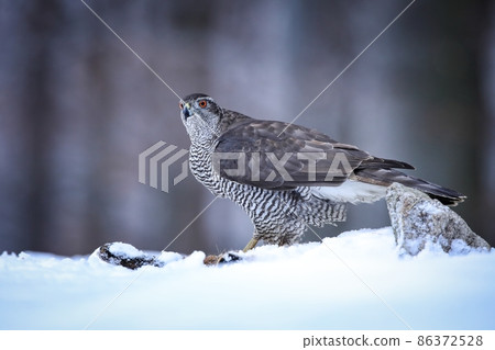 Northern goshawk sitting on snow in winter from side. Northern goshawk sitting on snow in winter from side. 86372528