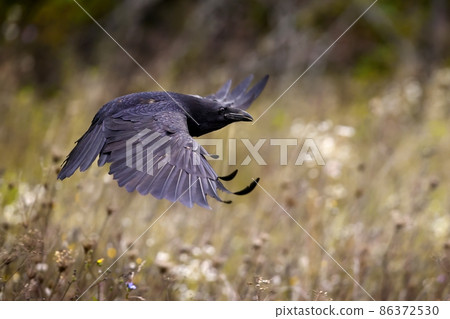Common raven flying over the wildflowers in autumn 86372530