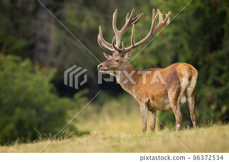 Red deer with new velvet antlers standing on field 86372534