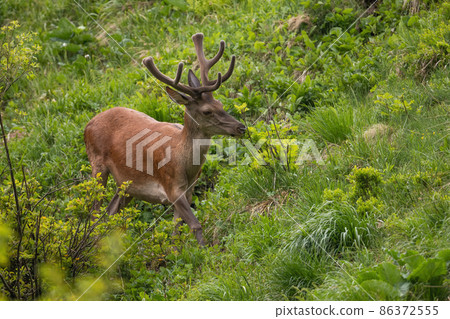 Red deer with velvet antlers walking on greenery steep 86372555