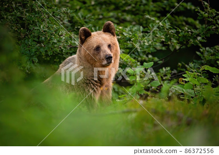 Brown bear hiding behind the bush in summer nature 86372556