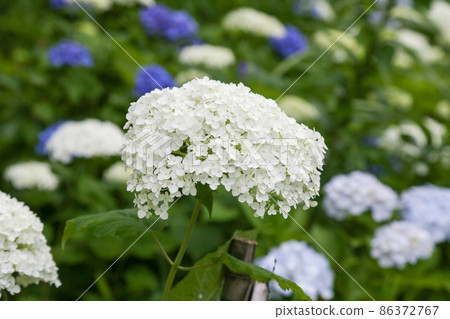 Kasumi Hill Nature Park and Shiofune Kannonji Summer Hydrangea in Ome City, Tokyo Kasumi Hill Nature Park and Shiofune Kannonji Summer Hydrangea in Ome City, Tokyo 86372767