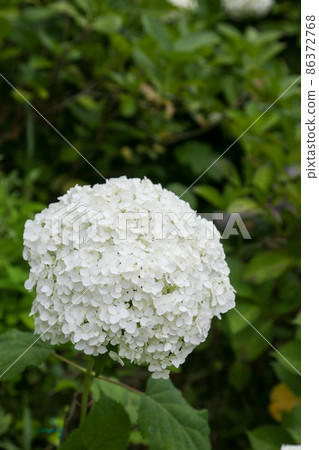Kasumi Hill Nature Park and Shiofune Kannonji Summer Hydrangea in Ome City, Tokyo Kasumi Hill Nature Park and Shiofune Kannonji Summer Hydrangea in Ome City, Tokyo 86372768