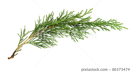 Green thuja twig isolated 86373474