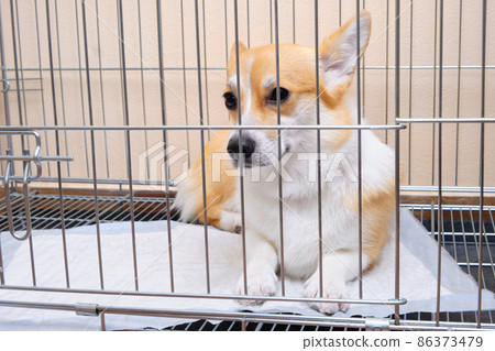 Dog in a folding metal dog cage while visiting a grooming studio Dog in a folding metal dog cage while visiting a grooming studio 86373479