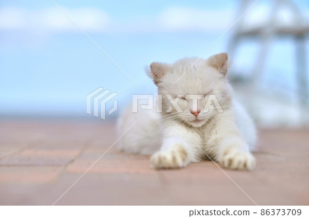 White cat lying with closed eyes 86373709