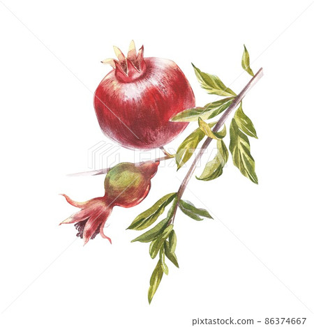 Pomegranate whole with leaves watercolor illustration isolated on white background. Pomegranate whole with leaves watercolor illustration isolated on white background. 86374667