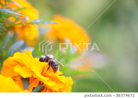 Close up view of bee on the yellow flower. Close up view of bee on the yellow flower. 86374672