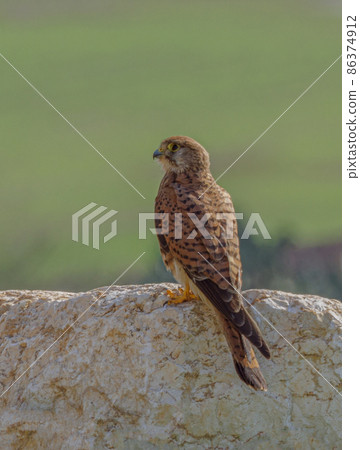 falcon kestrel sitting on the rock on blue sky background 86374912