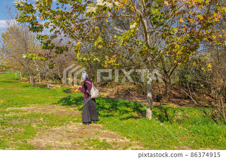 Woman in a long dress collects autumn maple leaves Woman in a long dress collects autumn maple leaves 86374915