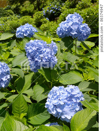 藍色繡球花 86374947