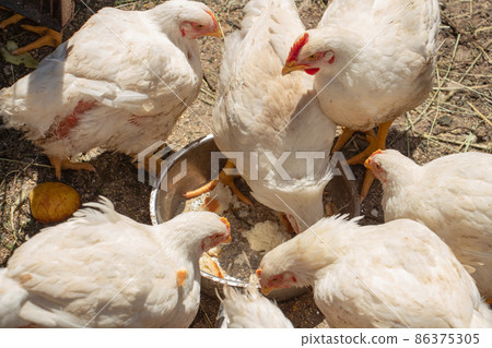 White chicken broilers in the barnyard eating bread, farm poultry 86375305