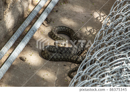 long brown non-venomous snake in the yard long brown non-venomous snake in the yard 86375345