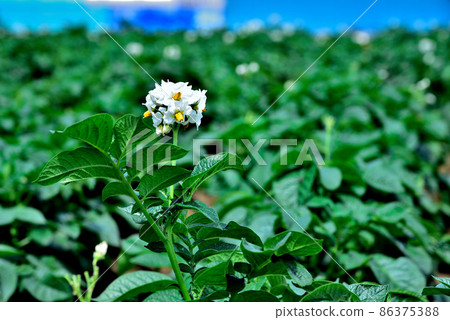 White and pretty potato flowers 86375388