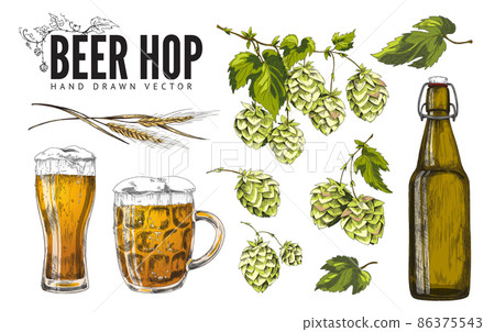 Hop beer items with hop plant twigs and beer, vector illustration isolated. 86375543