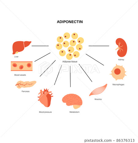 Adiponectin fat tissue 86376313