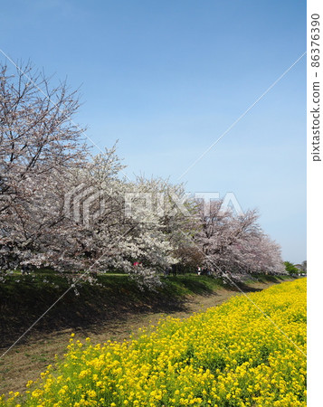 Sachi Sakura and rape blossoms of Hayami-do Sakurada Sachi Sakura and rape blossoms of Hayami-do Sakurada 86376390