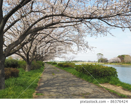 Sachi Sakura and rape blossoms of Hayami-do Sakurada Sachi Sakura and rape blossoms of Hayami-do Sakurada 86376424