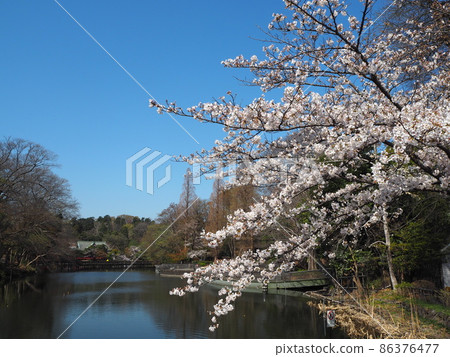 盛開的櫻花在Inokashira公園 86376477