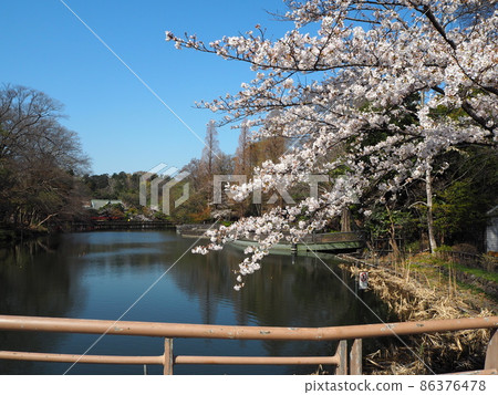 Cherry blossoms in full bloom at Inokashira Park 86376478