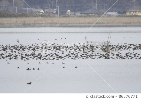 印波沼的貝加爾湖野鴨群 86376771
