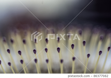 Selective focus on bristles of a hairbrush with tangled hair Selective focus on bristles of a hairbrush with tangled hair 86377082