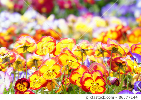 彩虹紫羅蘭 86377144