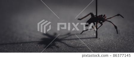 Pinned macro of a squash bug nymph in an insect entomology collection Pinned macro of a squash bug nymph in an insect entomology collection 86377145