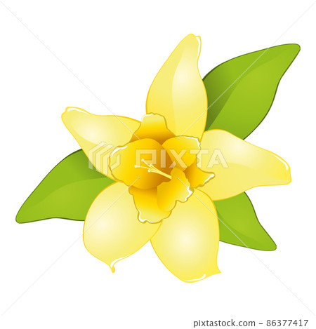 Realistic fresh vanilla leaves on white background - Vector Realistic fresh vanilla leaves on white background - Vector 86377417