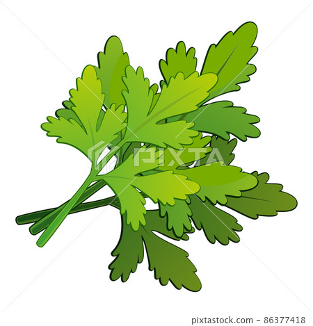 Realistic fresh parsley leaves on white background - Vector Realistic fresh parsley leaves on white background - Vector 86377418