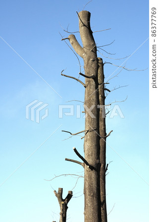 Strongly pruned tulip tree roadside tree Strongly pruned tulip tree roadside tree 86377769
