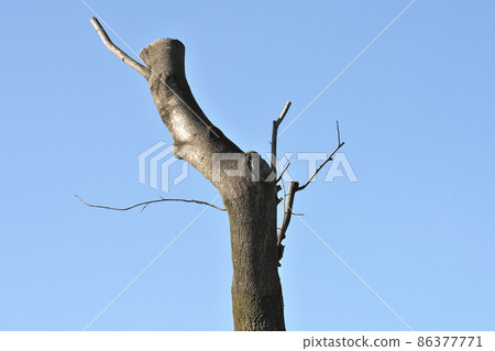Strongly pruned tulip tree roadside tree Strongly pruned tulip tree roadside tree 86377771