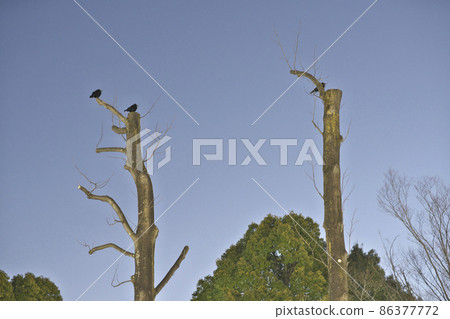 Strongly pruned tulip tree roadside tree Strongly pruned tulip tree roadside tree 86377772