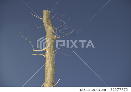 Strongly pruned tulip tree roadside tree Strongly pruned tulip tree roadside tree 86377773