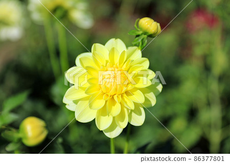 Beautiful dahlia flowers Beautiful dahlia flowers 86377801