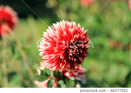Beautiful dahlia flowers 86377802