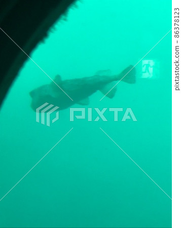 Katsuoura海洋公園 86378123