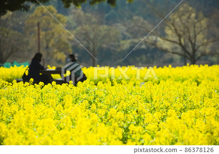 休息在盛開的油菜花田 86378126
