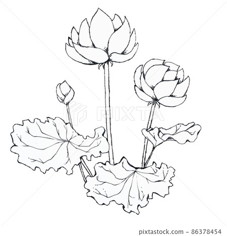 蓮花手繪線稿簡單圖解 蓮花手繪線稿簡單圖解 86378454