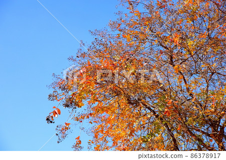 Autumn leaves crape myrtle leaves 86378917