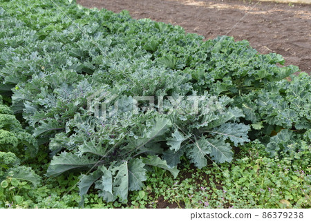 Kale cultivation 86379238