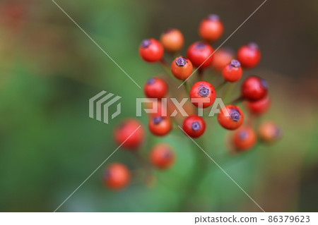 紅果(玫瑰果) 紅果(玫瑰果) 86379623